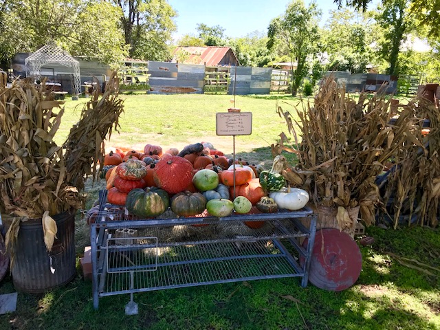 pumpkin patch